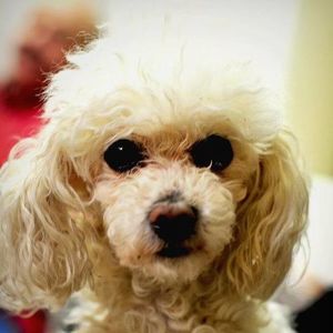 Meet your Posher, Kay